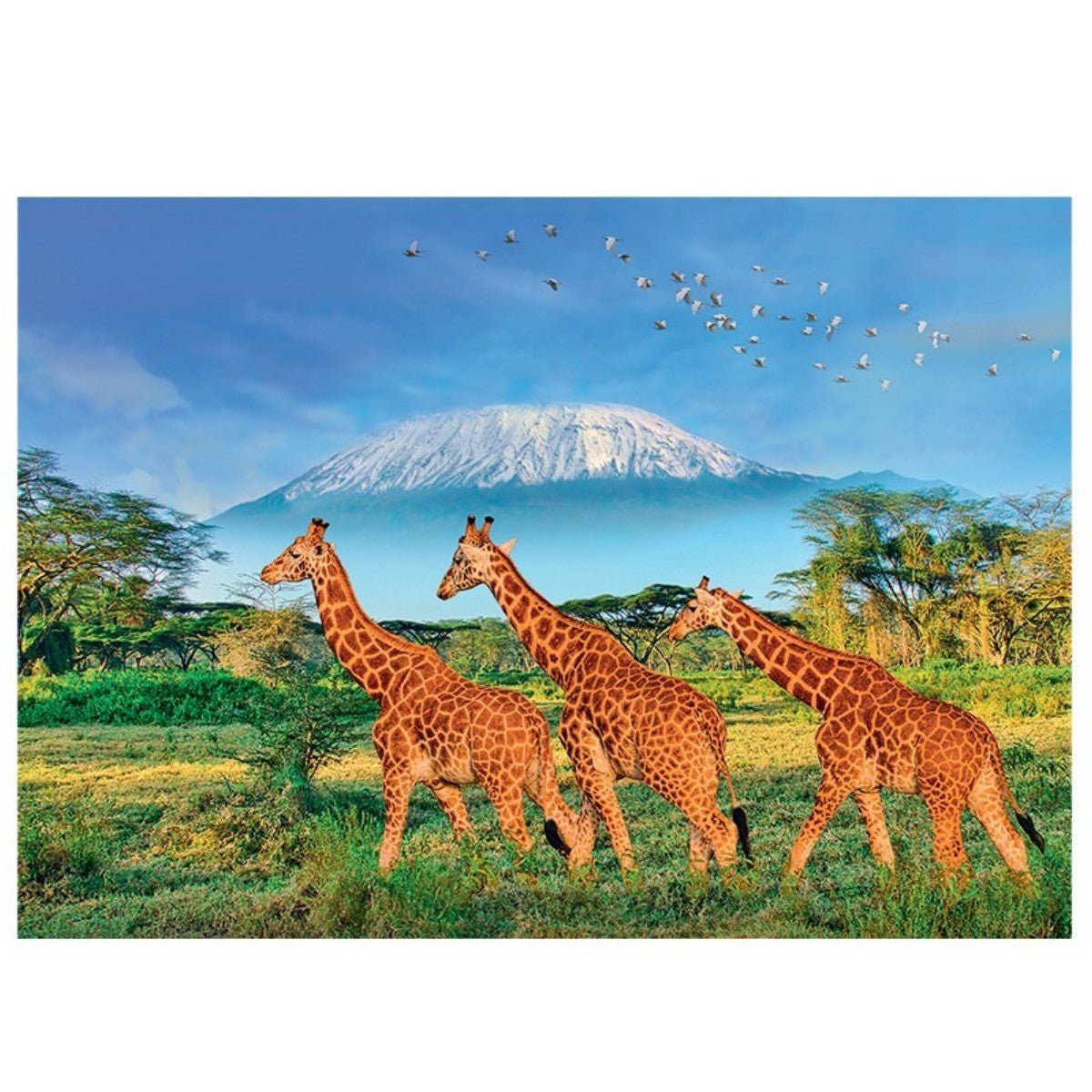 CALYPTO PUZZLE 500 P XL - Girafes - Giraffes